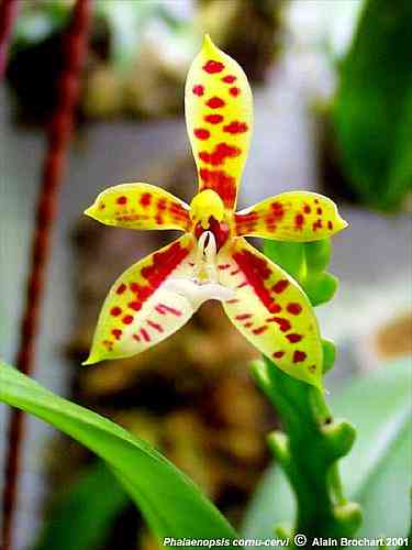 Phalaenopsis cornu-cervi